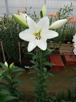 [5224 Vestaro VZ No02.JPG]